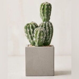Anthropologie Potted Faux Cactus